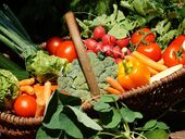 Медики объяснили украинцам, сколько нужно есть овощей, чтобы быть здоровым