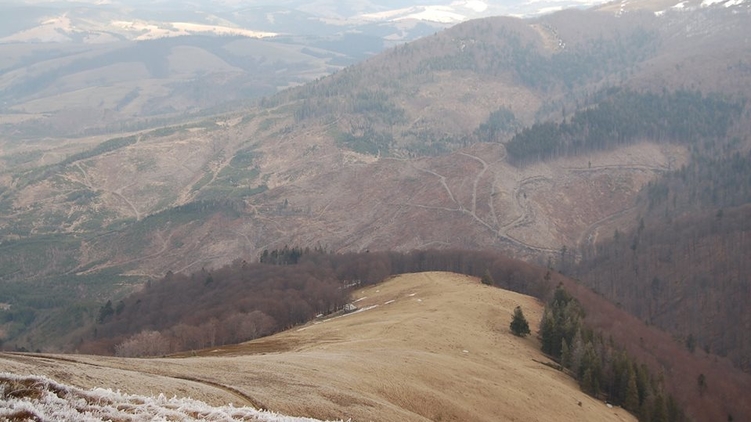 Несмотря на мораторий, лес-кругляк вывозят из Украины на запад эшелонами, zak-kor.net