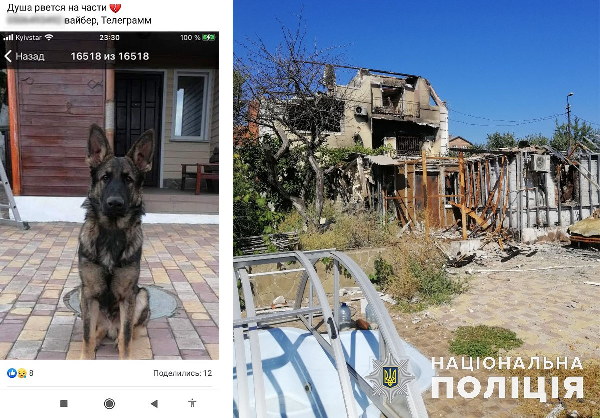 Пес зустрівся з господарем через 9 місяців розлуки