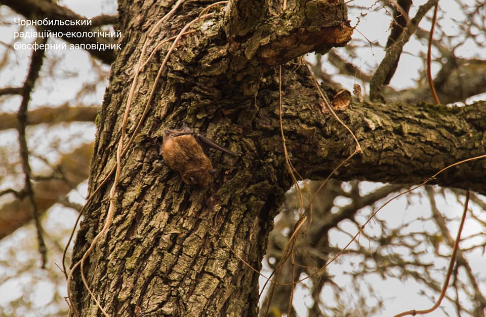 Рукокрылое на дереве