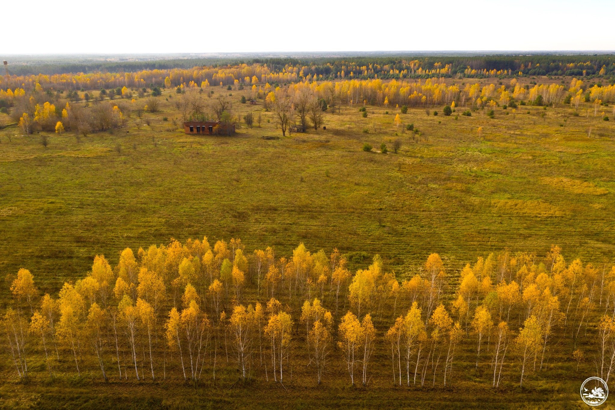Желтеющие деревья и зеленая трава