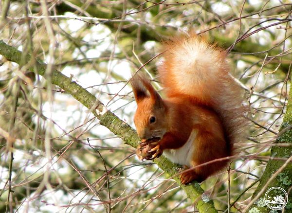 Белка на дереве