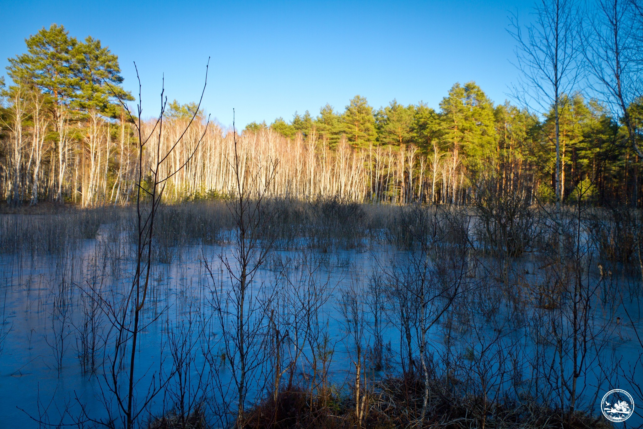 Місце загибелі оленя