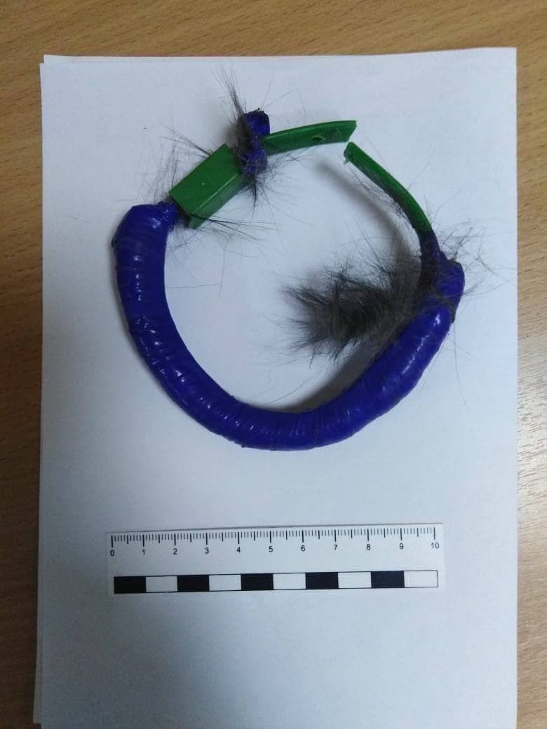 Ошейник кота с наркотиками