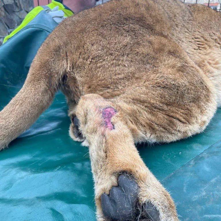 В Киевской области спасли двух львов