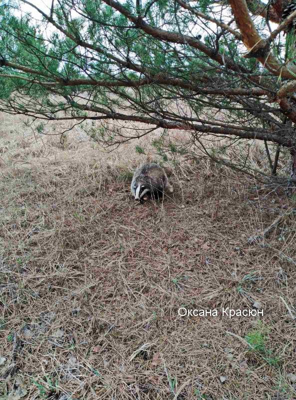 Фото барсука в Чернобыльском заповеднике