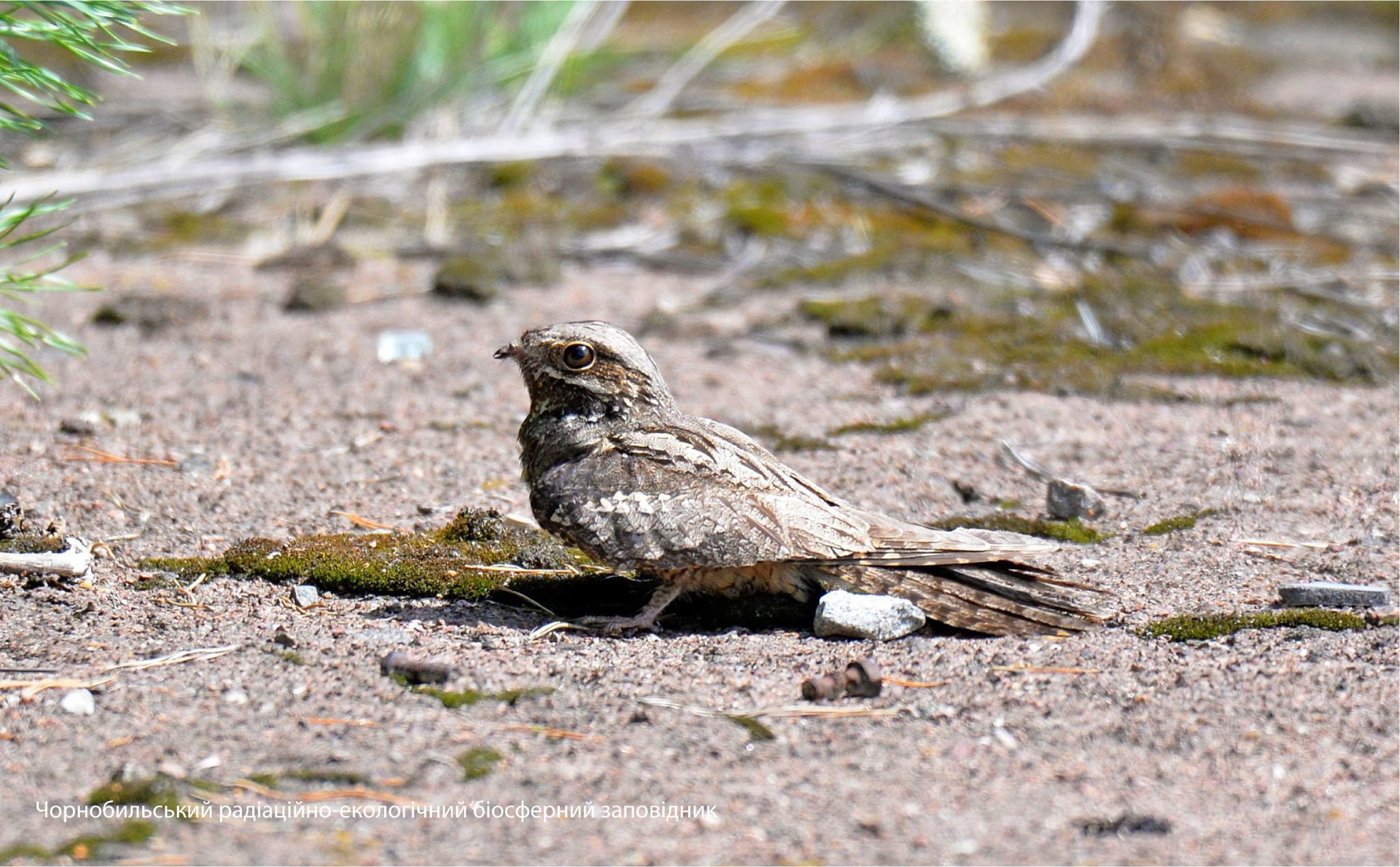 Фото птиц в Facebook