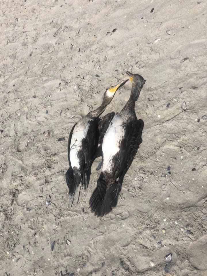 В Луговом Николаевской области, на пляже массово умирают черные бакланы. Фото: Facebook/ UAnimals.official