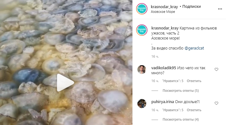 На российском курорте мертвые медузы заполонили берег Азовского моря. Скриншот: Instagram/krasnodar_kray