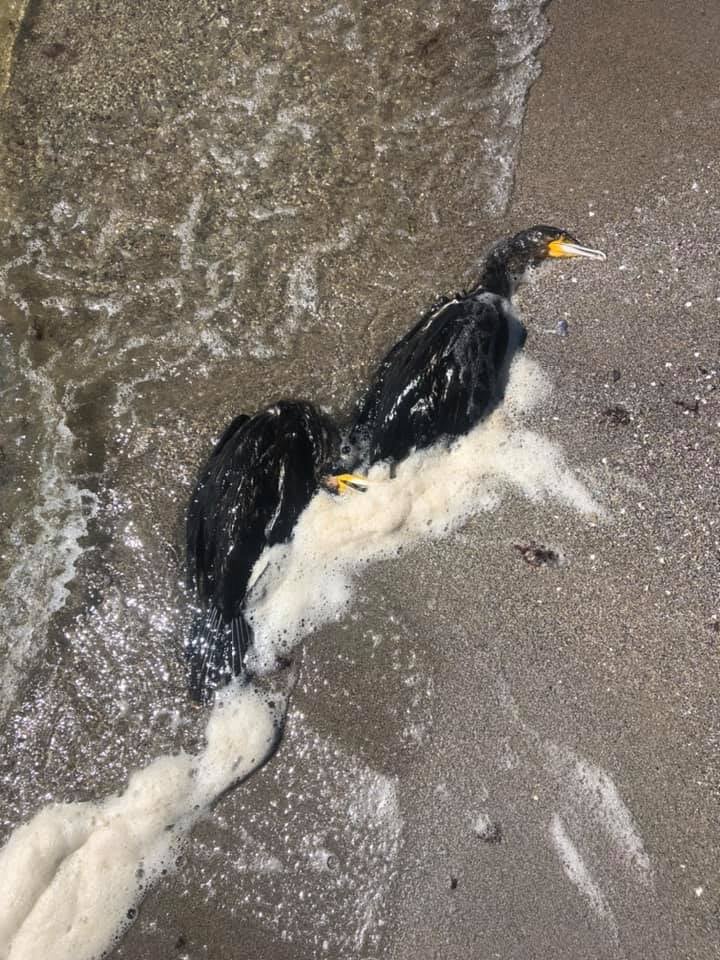 В Луговом Николаевской области, на пляже массово умирают черные бакланы. Фото: Facebook/ UAnimals.official